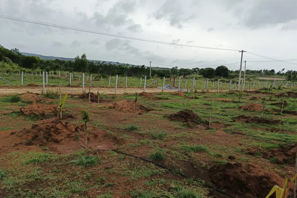 Internal road access and the plantations in the misty valley farms.