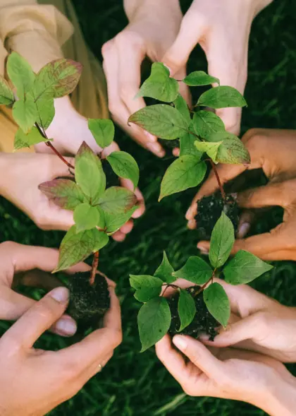 Hands holding a sapling representing sustainable and community farming approach