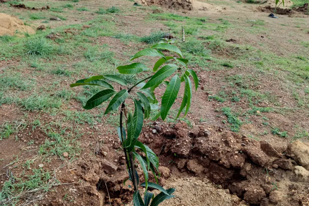 Sapling planted in the misty valley farms.