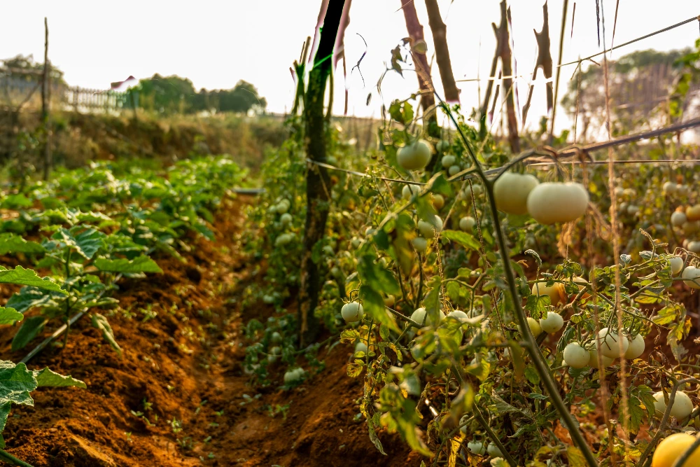 Sanskriti farms plantation view in choodasandiram with neatly grown crops and greenery.