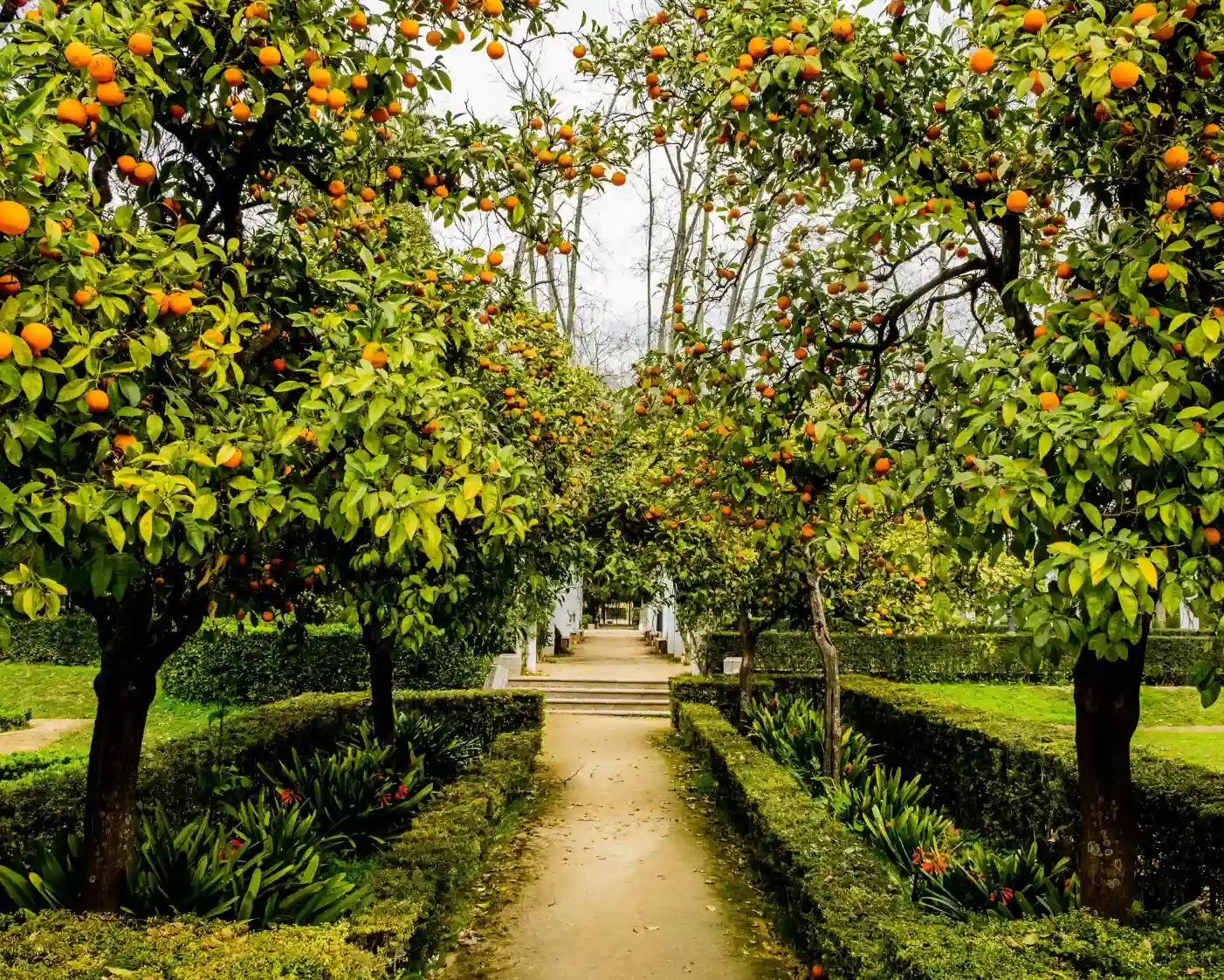 Natural landscape at sankriti farms with green pathway and lush surroundings