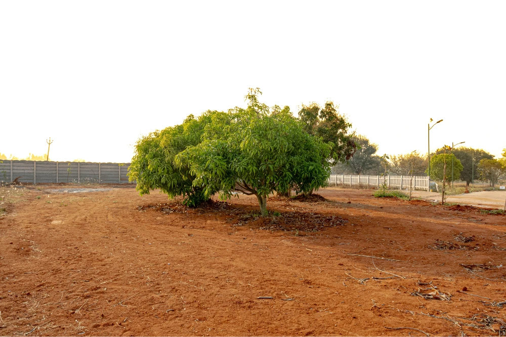 Sanskriti farms scenic view in choodasandiram with a large tree and lush greenery.